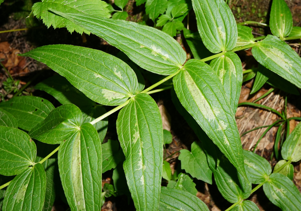 Phytomyza gentianae