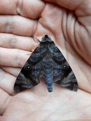 Acosmeryx pseudonaga