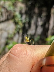 Mantidae