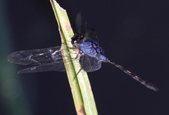 Trithemis nuptialis