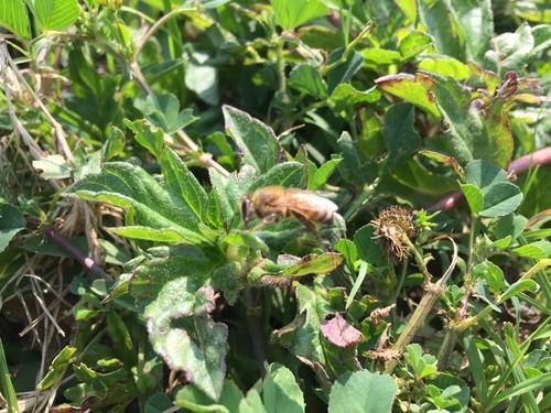 photo of Western Honey Bee (Apis mellifera)