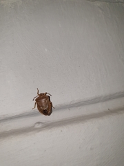 Palomena prasina