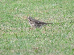 Anthus rubescens japonicus