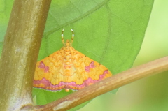 Isocentris filalis