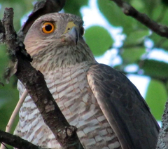 Accipiter nisus