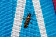 Parathyginus signifer