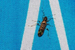 Parathyginus signifer