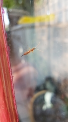 Tromatobia lineatoria