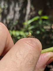 Mantidae