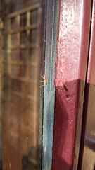 Tromatobia lineatoria