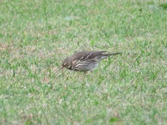Anthus rubescens japonicus