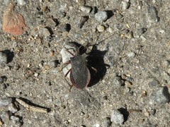 Anasa apicalis