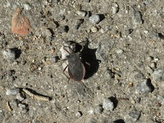 Anasa apicalis