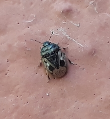 Crocistethus waltlianus