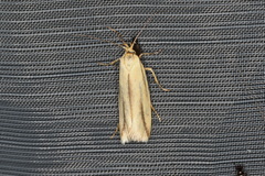 Corynotricha antipodella