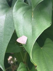 Spalgis epius dilama