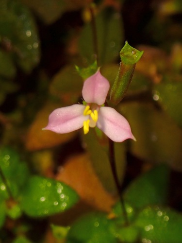 Sonerila erecta observed 2020-11-04