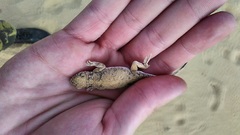 Phrynocephalus guttatus