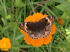 Junonia orithya ocyale