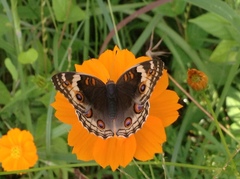 Junonia orithya ocyale