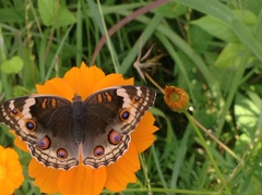 Junonia orithya ocyale