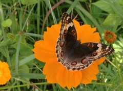 Junonia orithya ocyale