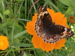 Junonia orithya ocyale