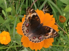 Junonia orithya ocyale