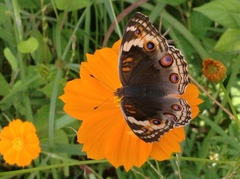 Junonia orithya ocyale