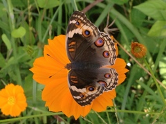 Junonia orithya ocyale