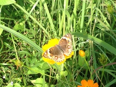 Junonia orithya ocyale