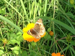 Junonia orithya ocyale