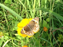 Junonia orithya ocyale
