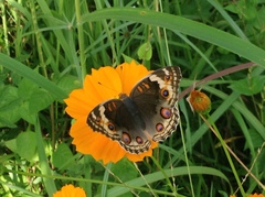 Junonia orithya ocyale