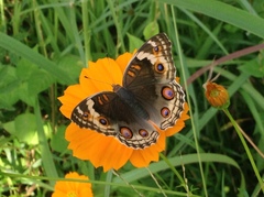 Junonia orithya ocyale