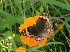 Junonia orithya ocyale
