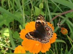 Junonia orithya ocyale