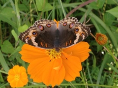 Junonia orithya ocyale
