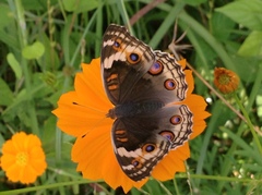 Junonia orithya ocyale