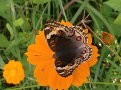 Junonia orithya ocyale
