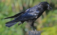 Corvus orru