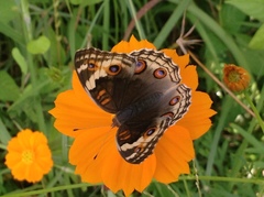 Junonia orithya ocyale