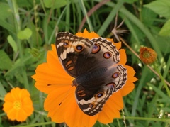 Junonia orithya ocyale