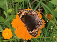 Junonia orithya ocyale