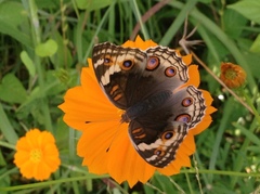 Junonia orithya ocyale