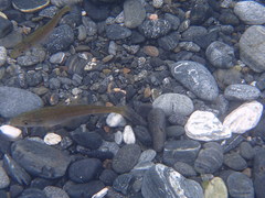 Pollachius pollachius