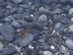 Pollachius pollachius