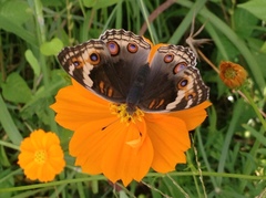 Junonia orithya ocyale