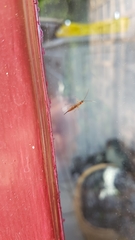 Tromatobia lineatoria