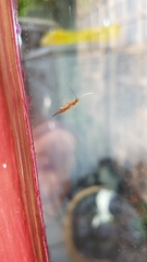 Tromatobia lineatoria